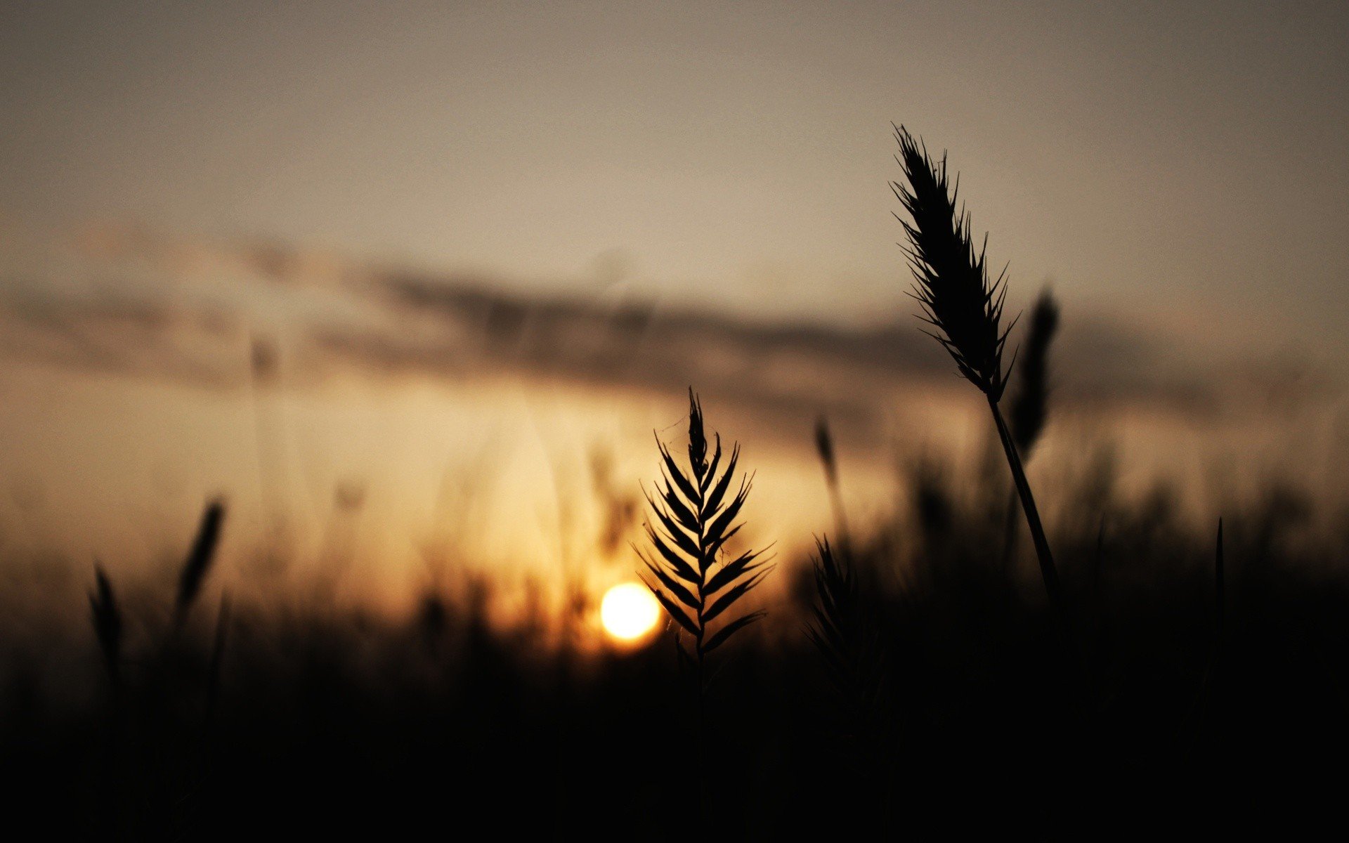 HD PC desktop wallpaper/background: nature sunrise over a field, silhouetted grasses and seed heads against a warm, low golden sun and soft sky.