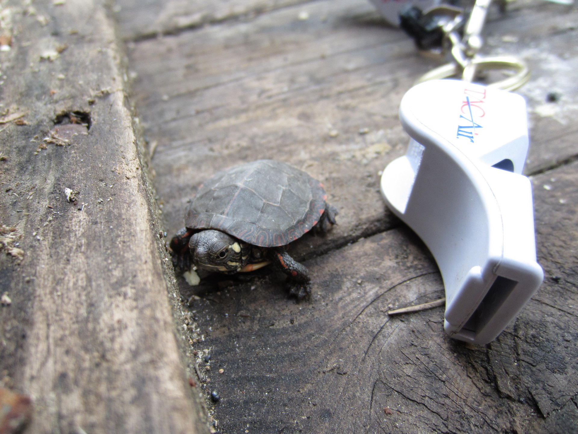 Close-up of a small turtle on a wooden surface next to a white keychain whistle, captured in 4K Ultra HD for PC desktop wallpaper and background use.