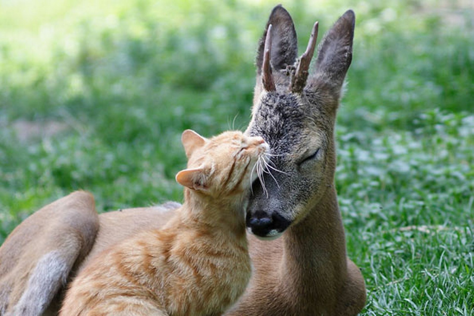 HD PC desktop wallpaper showing a cute orange cat nuzzling a gentle deer in a sunlit green grassy setting.
