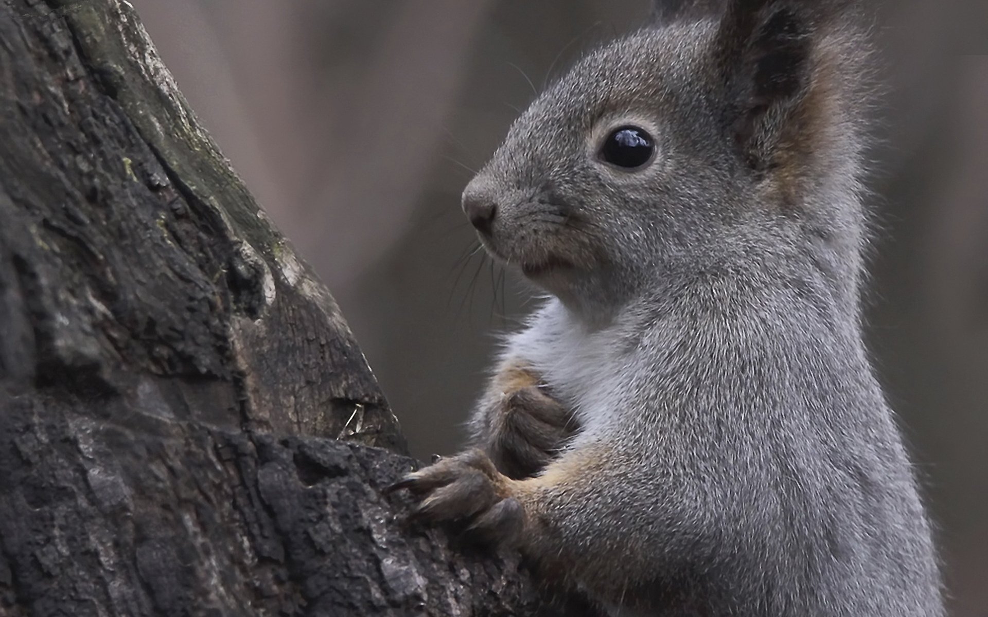 HD desktop wallpaper featuring a close-up of a gray squirrel gripping a tree trunk against a blurred natural background.