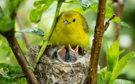 A vibrant yellow warbler perches protectively above its chicks in a nest, surrounded by lush greenery, making a captivating HD desktop wallpaper.