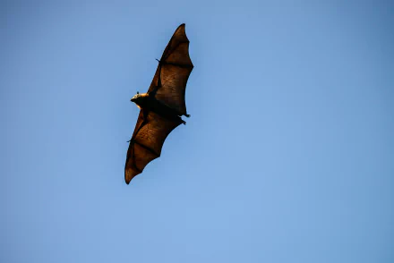 High-definition desktop wallpaper featuring a bat in flight against a clear blue sky.