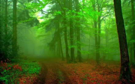 Lush green trees tower over a winding path blanketed in fallen leaves, creating a serene and mystical atmosphere in this nature-themed HD desktop wallpaper.