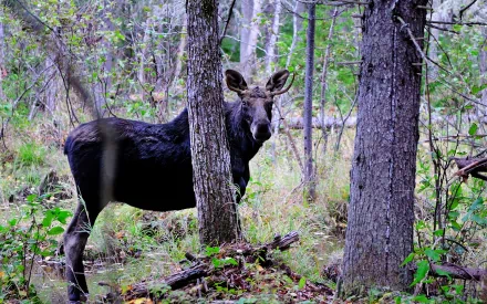 HD desktop wallpaper of a moose standing amidst trees in a lush forest, showcasing natural wildlife in vivid detail.