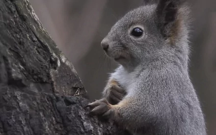HD desktop wallpaper featuring a close-up of a gray squirrel gripping a tree trunk against a blurred natural background.
