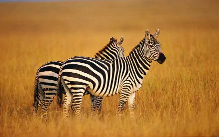 Two zebras stand together in a golden grassland, captured in high detail. This striking image serves as an HD desktop wallpaper and background.