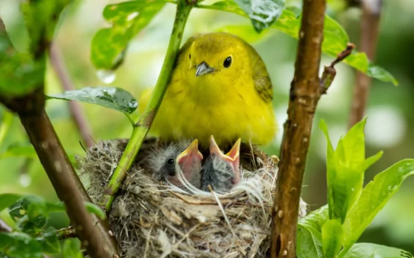 A vibrant yellow warbler perches protectively above its chicks in a nest, surrounded by lush greenery, making a captivating HD desktop wallpaper.