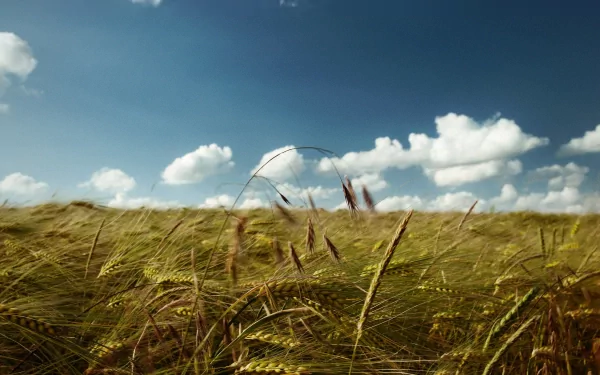 nature wheat HD Desktop Wallpaper | Background Image