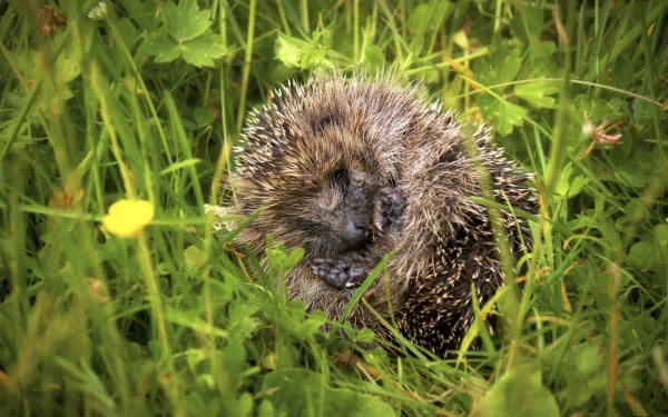 HD desktop wallpaper featuring a close-up of a hedgehog nestled in green grass, showcasing its spiky fur and natural habitat.