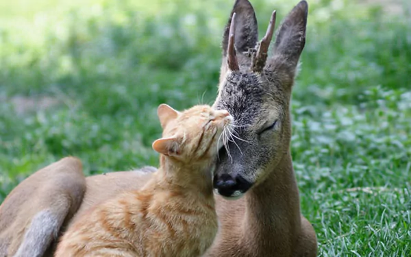 Animal cute HD Desktop Wallpaper | Background Image