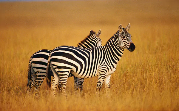 Two zebras stand together in a golden grassland, captured in high detail. This striking image serves as an HD desktop wallpaper and background.