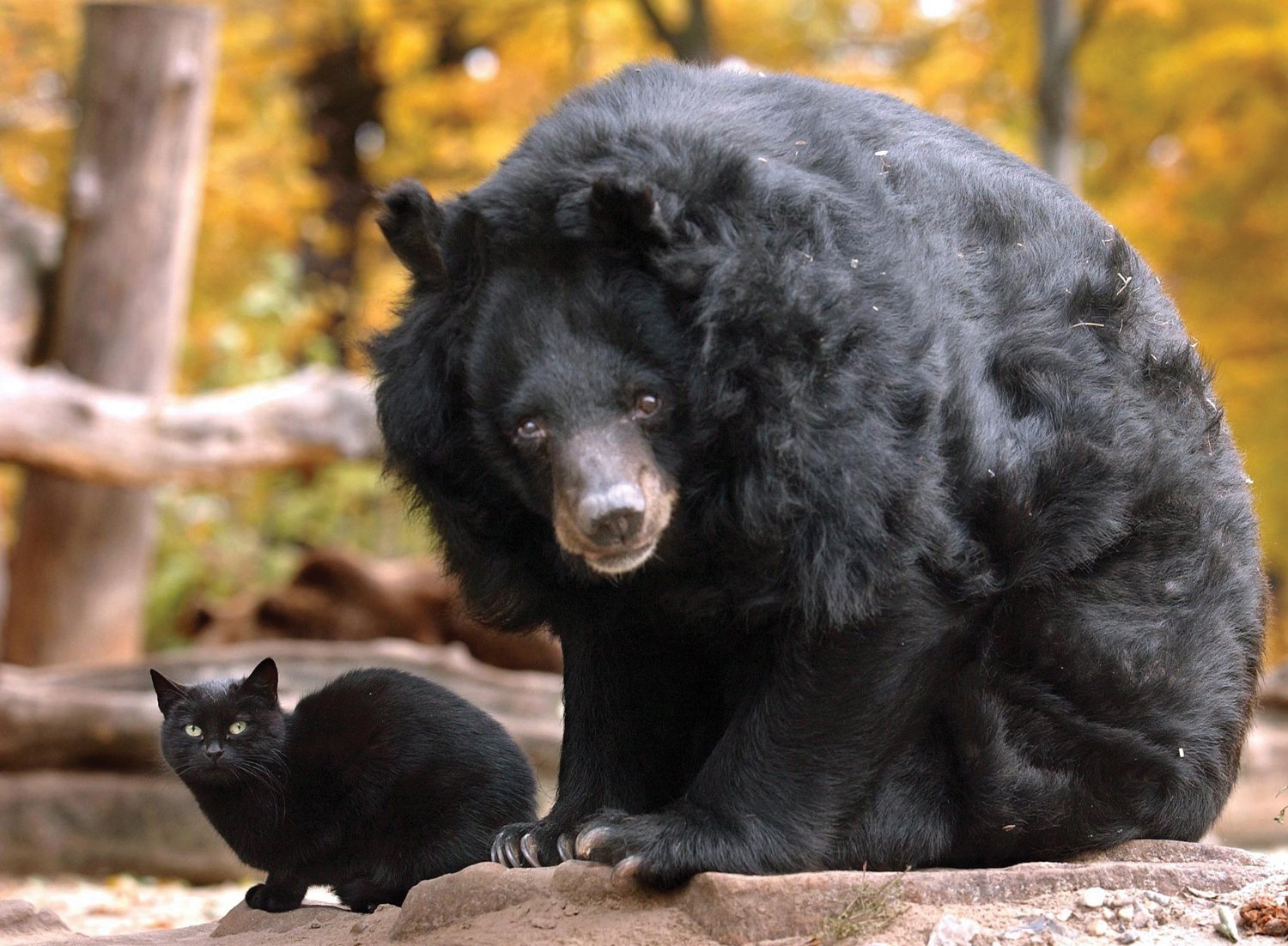 HD desktop wallpaper featuring a cute black bear and a small black cat together in a natural autumn setting.