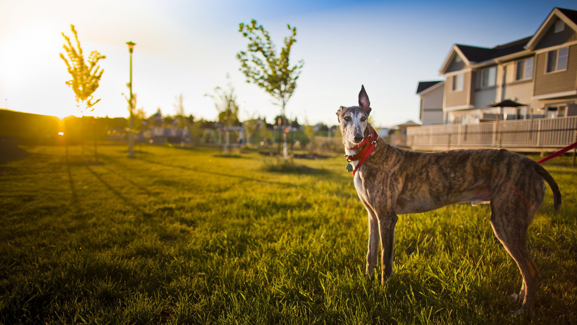 A greyhound stands on sunlit grass in a suburban neighborhood at sunset, captured in HD for a PC desktop wallpaper background.