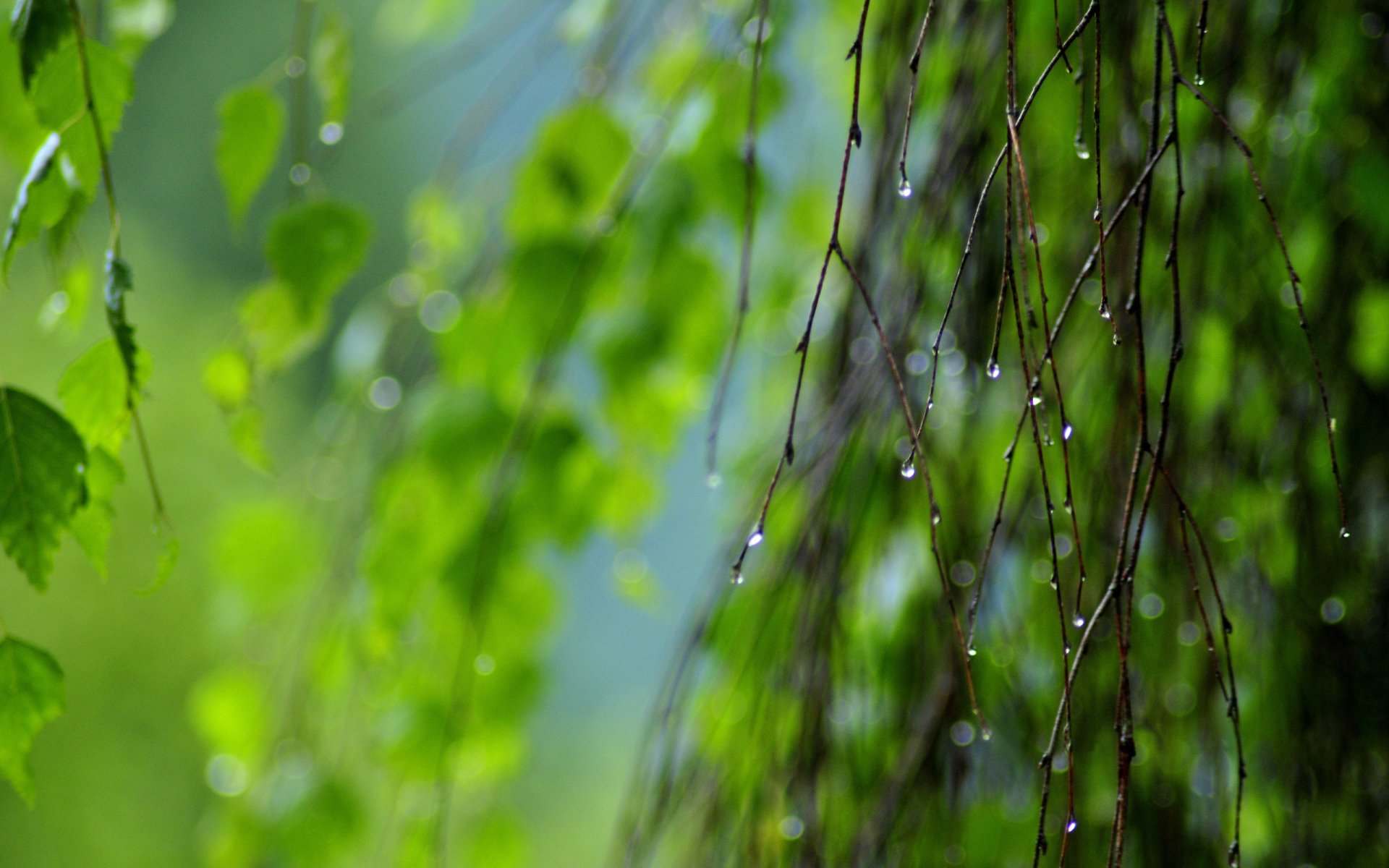 2K Quad HD PC wallpaper: close-up nature scene of green leaves and fine branches dotted with glistening water droplets.