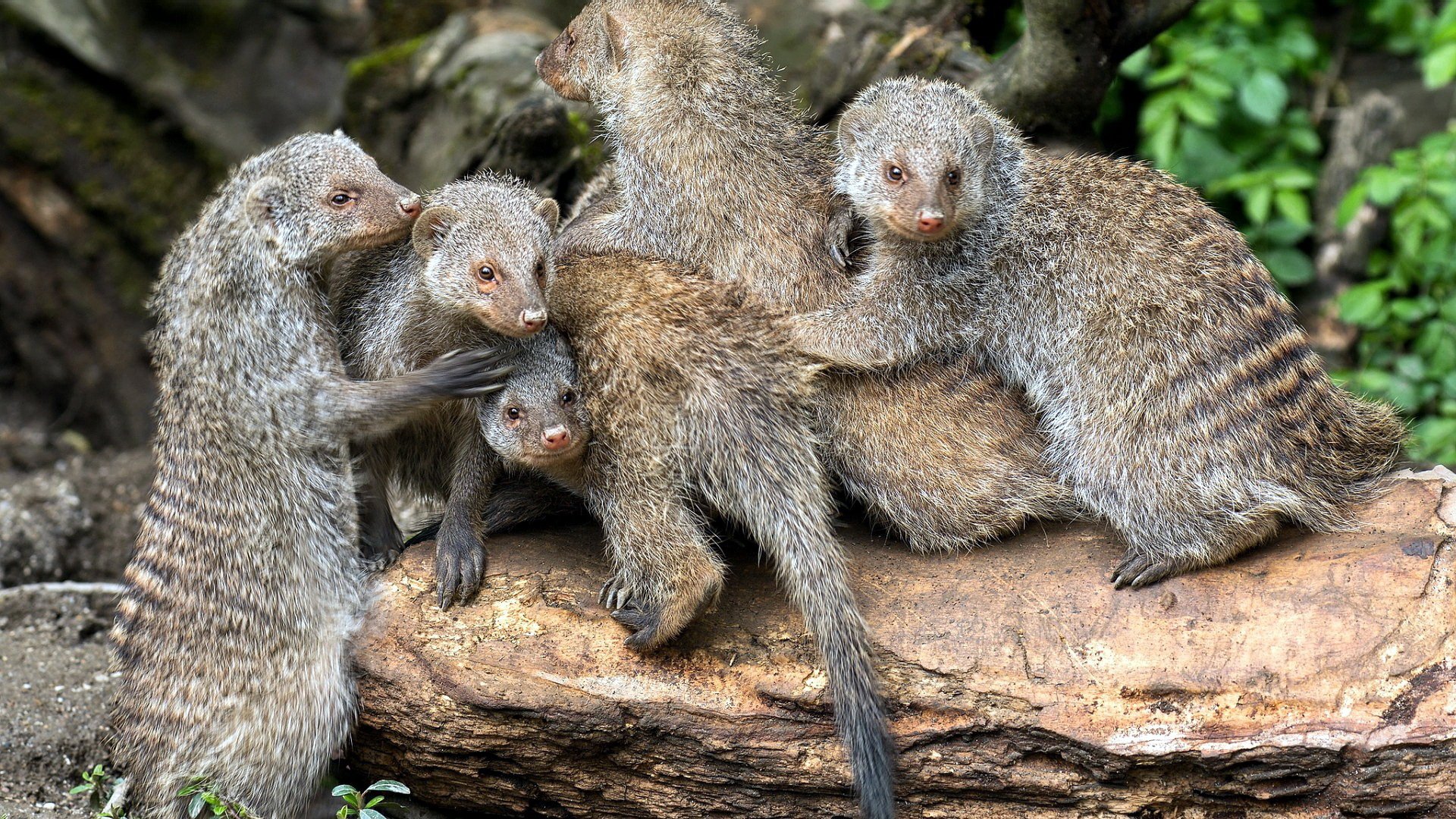 HD PC desktop wallpaper showing animals: a group of meerkats huddled on a log amid green foliage.