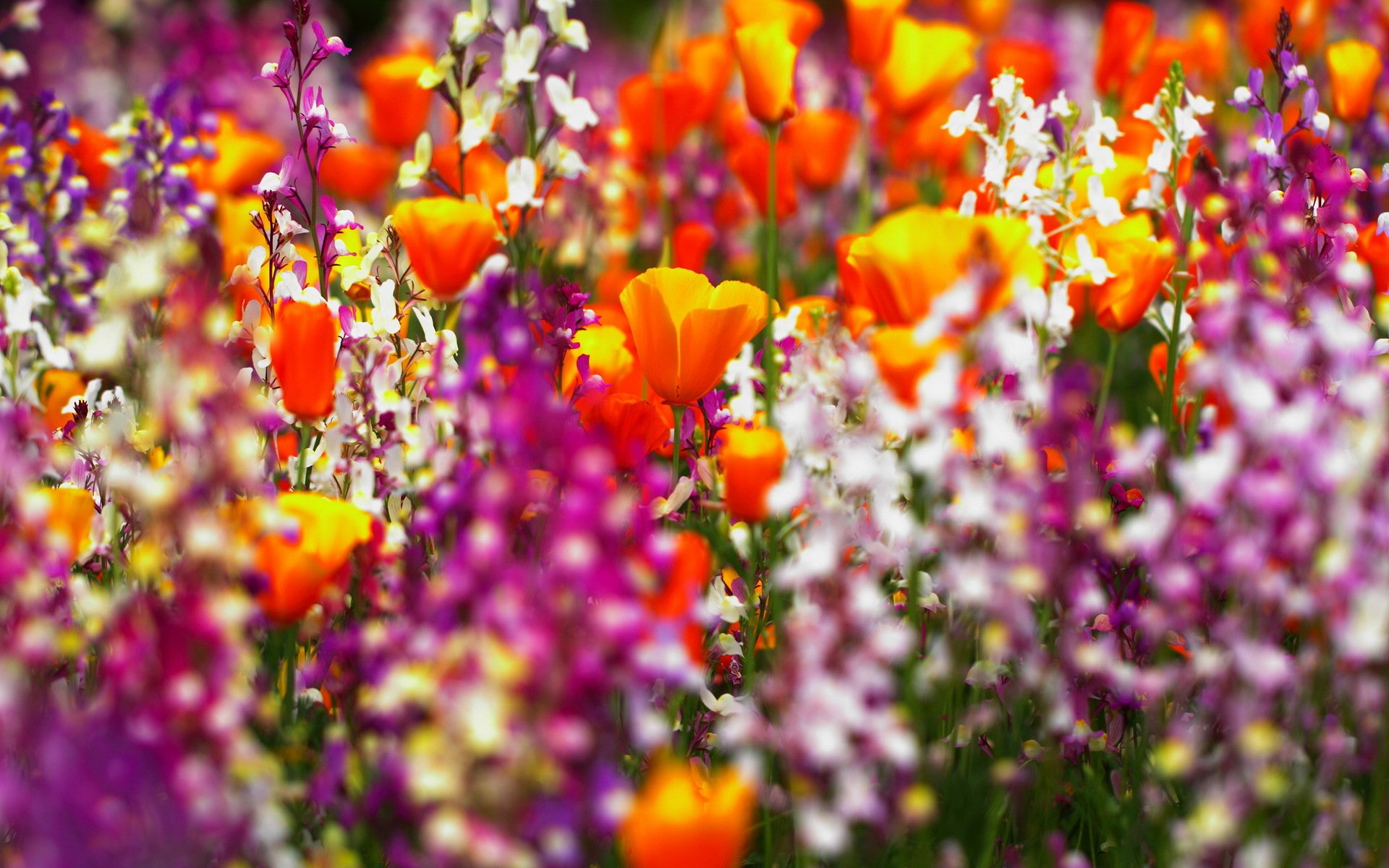 Download Nature Flower HD Wallpaper