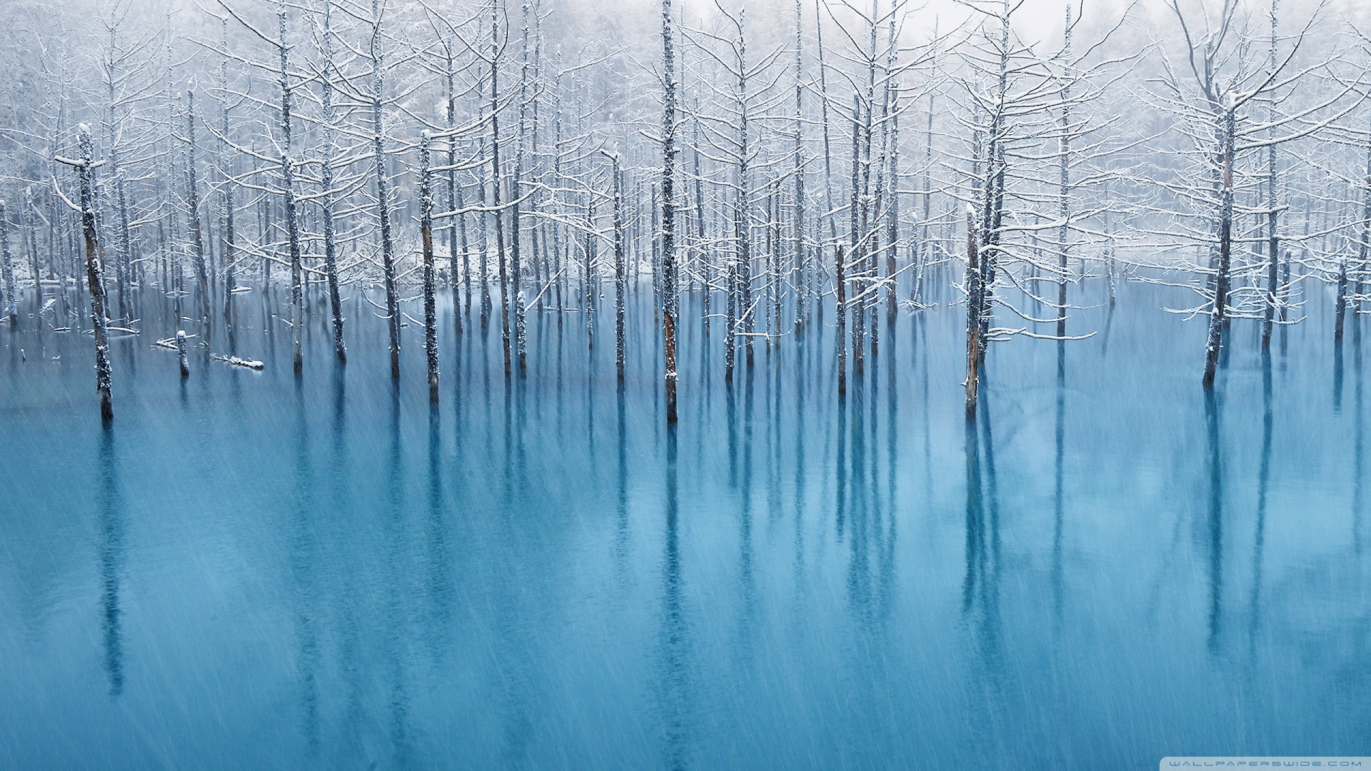 HD PC desktop wallpaper showcasing a serene winter scene with bare trees standing in calm, icy blue water, capturing the quiet beauty of nature in winter.