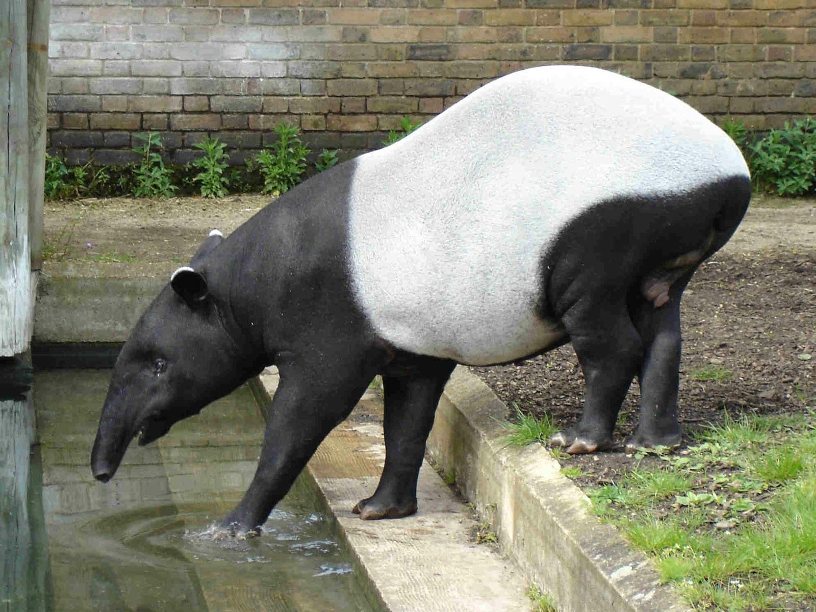 Tapir 壁纸and 背景 1600x10