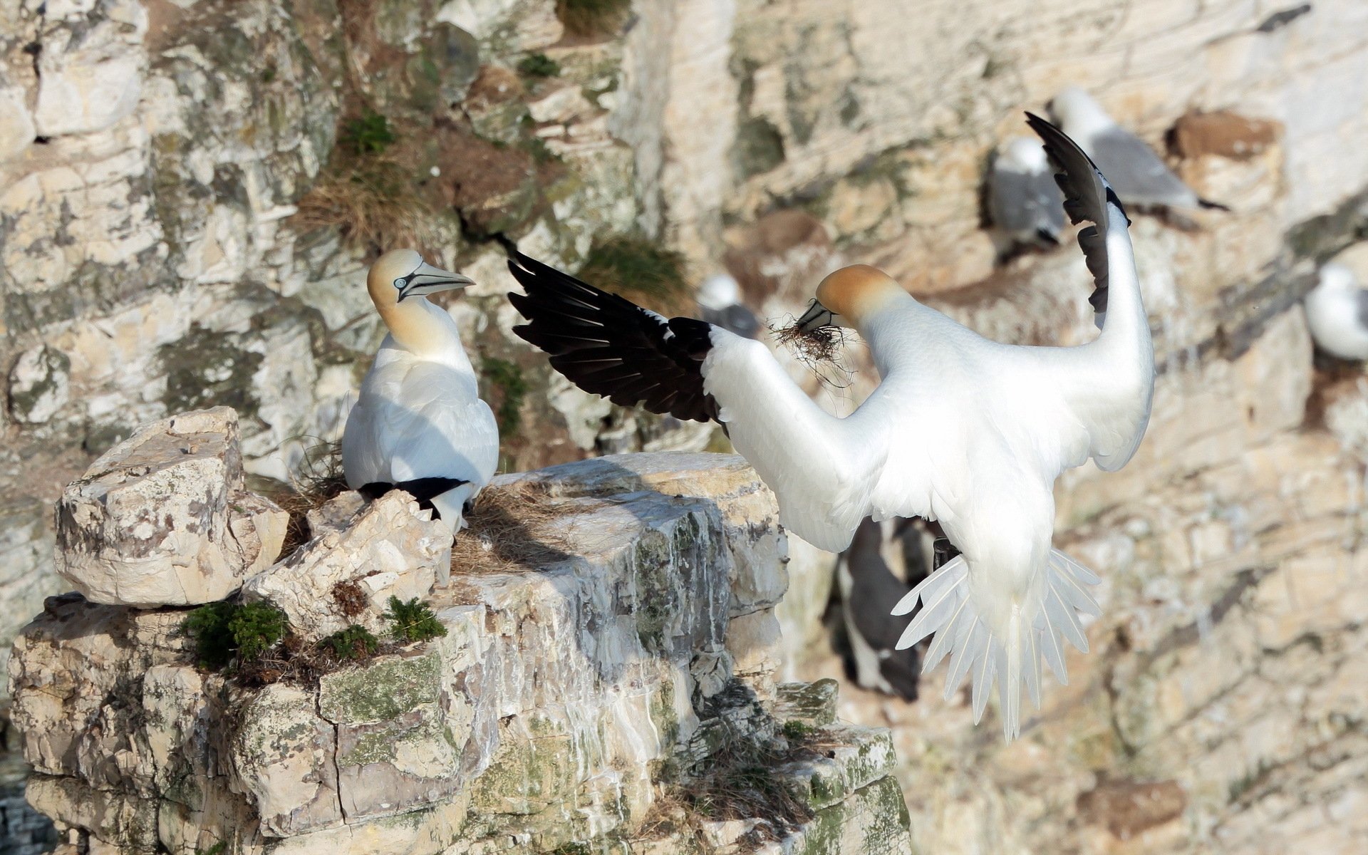 HD desktop wallpaper of northern gannets perched and flying on rocky cliffs, showcasing their white bodies and black-tipped wings in natural daylight.