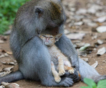 Animal cute HD Desktop Wallpaper | Background Image