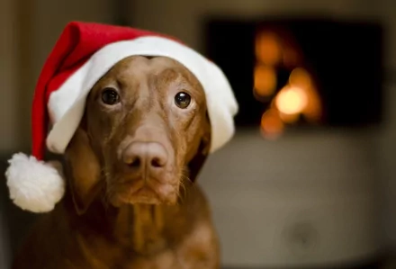 A Vizsla dog wearing a Santa hat sits indoors with a warm fireplace in the background, captured in 4K Ultra HD for a vivid PC desktop wallpaper.