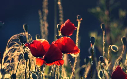 nature poppy HD Desktop Wallpaper | Background Image