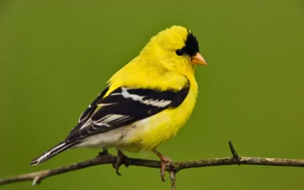  American Goldfinch (spinus tristis)