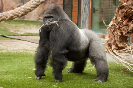 A majestic gorilla stands on green grass, holding a piece of straw in its mouth. This HD image serves as a striking desktop wallpaper and background.