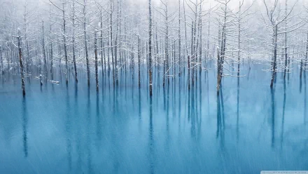 HD PC desktop wallpaper showcasing a serene winter scene with bare trees standing in calm, icy blue water, capturing the quiet beauty of nature in winter.