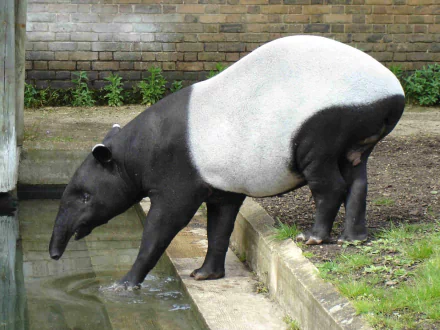 Animal tapir HD Desktop Wallpaper | Background Image