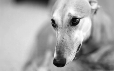 Animal greyhound HD Desktop Wallpaper | Background Image