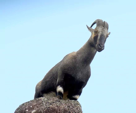 HD PC desktop wallpaper featuring a close-up of a mountain goat against a clear blue sky.