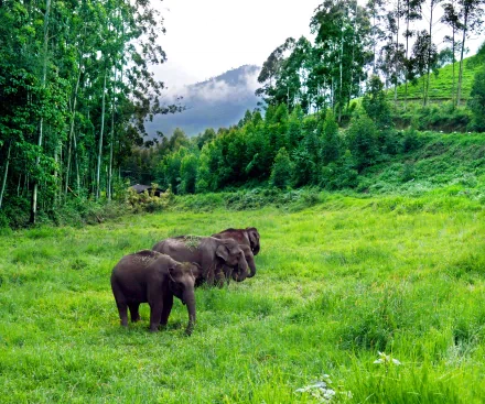 A serene landscape featuring Asian elephants in a lush green field, surrounded by tall trees and distant mountains, creating a captivating HD wallpaper for nature lovers.