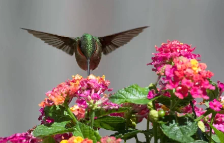 Animal hummingbird HD Desktop Wallpaper | Background Image