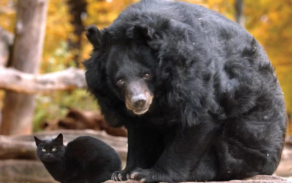 Animal cute HD Desktop Wallpaper | Background Image