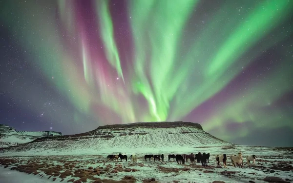A stunning HD wallpaper featuring the aurora borealis illuminating the night sky above a snowy landscape, with silhouetted figures of horses in the foreground.