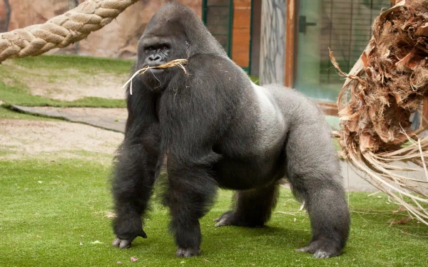 A majestic gorilla stands on green grass, holding a piece of straw in its mouth. This HD image serves as a striking desktop wallpaper and background.