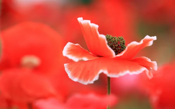 HD PC desktop wallpaper featuring a close-up of a vibrant red poppy flower with soft-focus red poppies in the natural background.