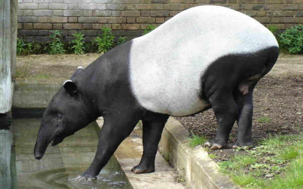Animal tapir HD Desktop Wallpaper | Background Image