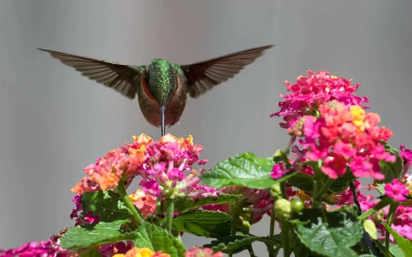 HD PC desktop wallpaper featuring a vibrant hummingbird hovering over colorful pink and orange flowers with detailed green foliage against a soft background.