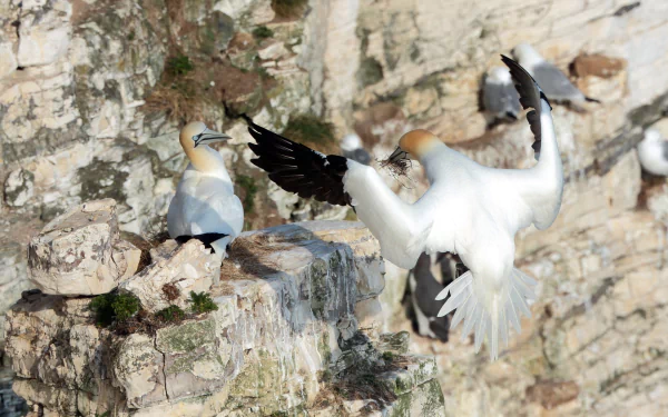 HD desktop wallpaper of northern gannets perched and flying on rocky cliffs, showcasing their white bodies and black-tipped wings in natural daylight.