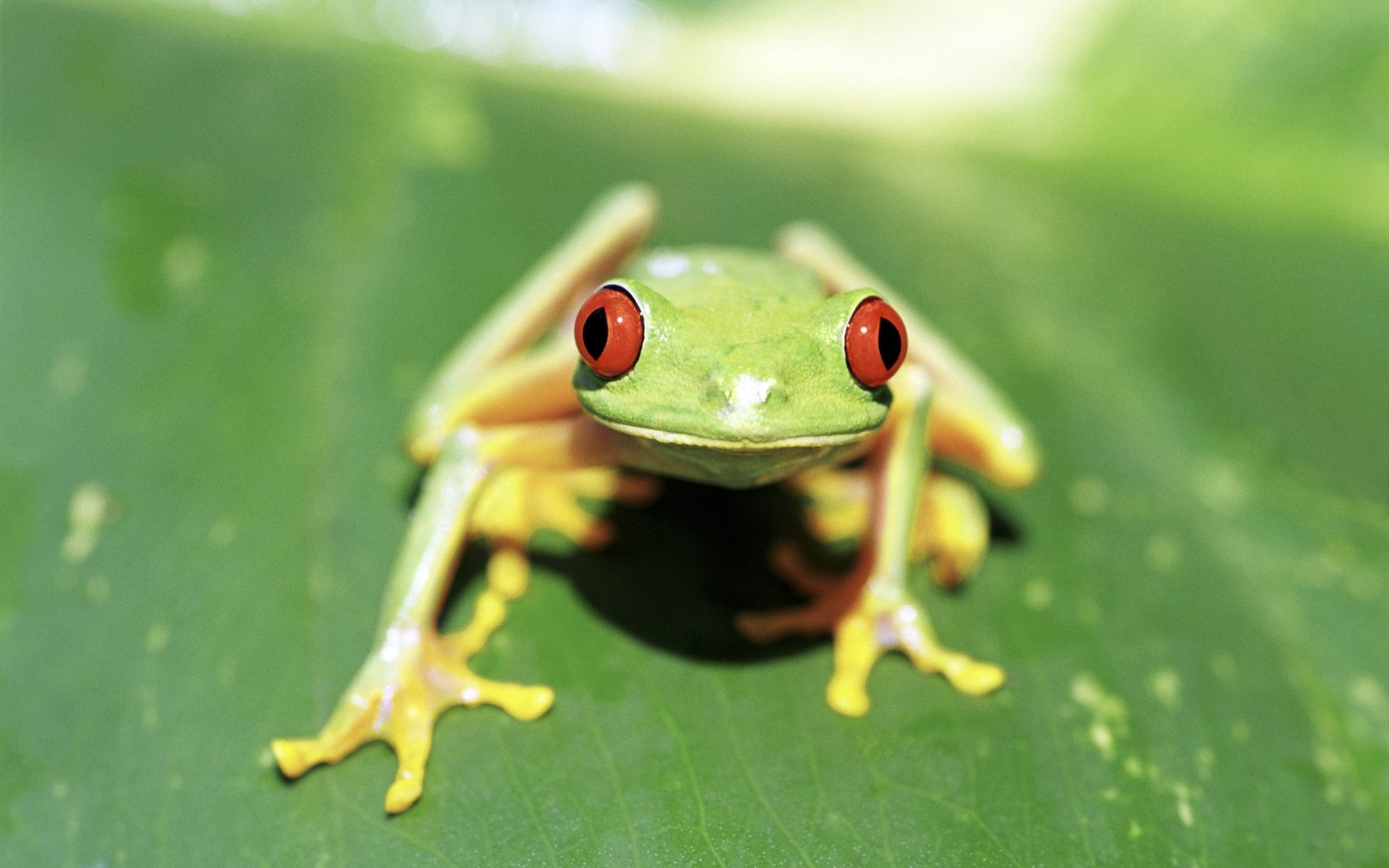 Download Animal Red Eyed Tree Frog HD Wallpaper