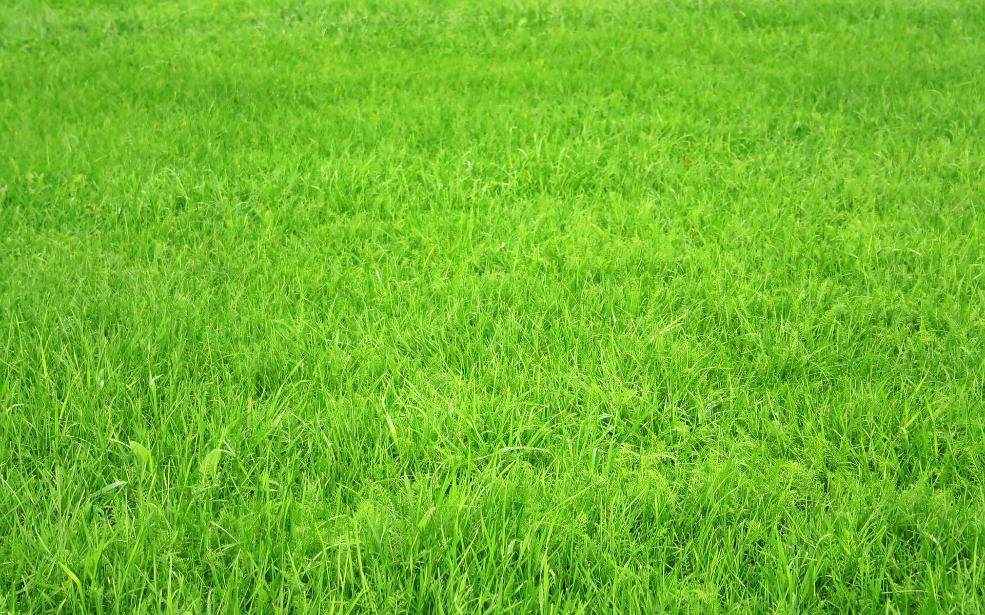 Grass HD Wallpaper  Background Image 1920x1200 ID 