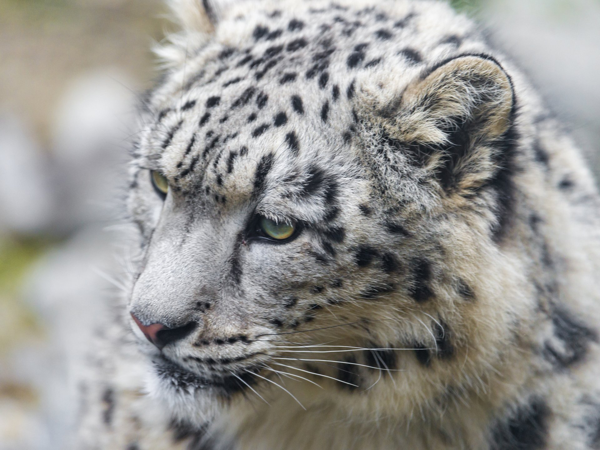 Close-up of a snow leopard's face with detailed fur and piercing eyes, captured in HD for a stunning PC desktop wallpaper and background.