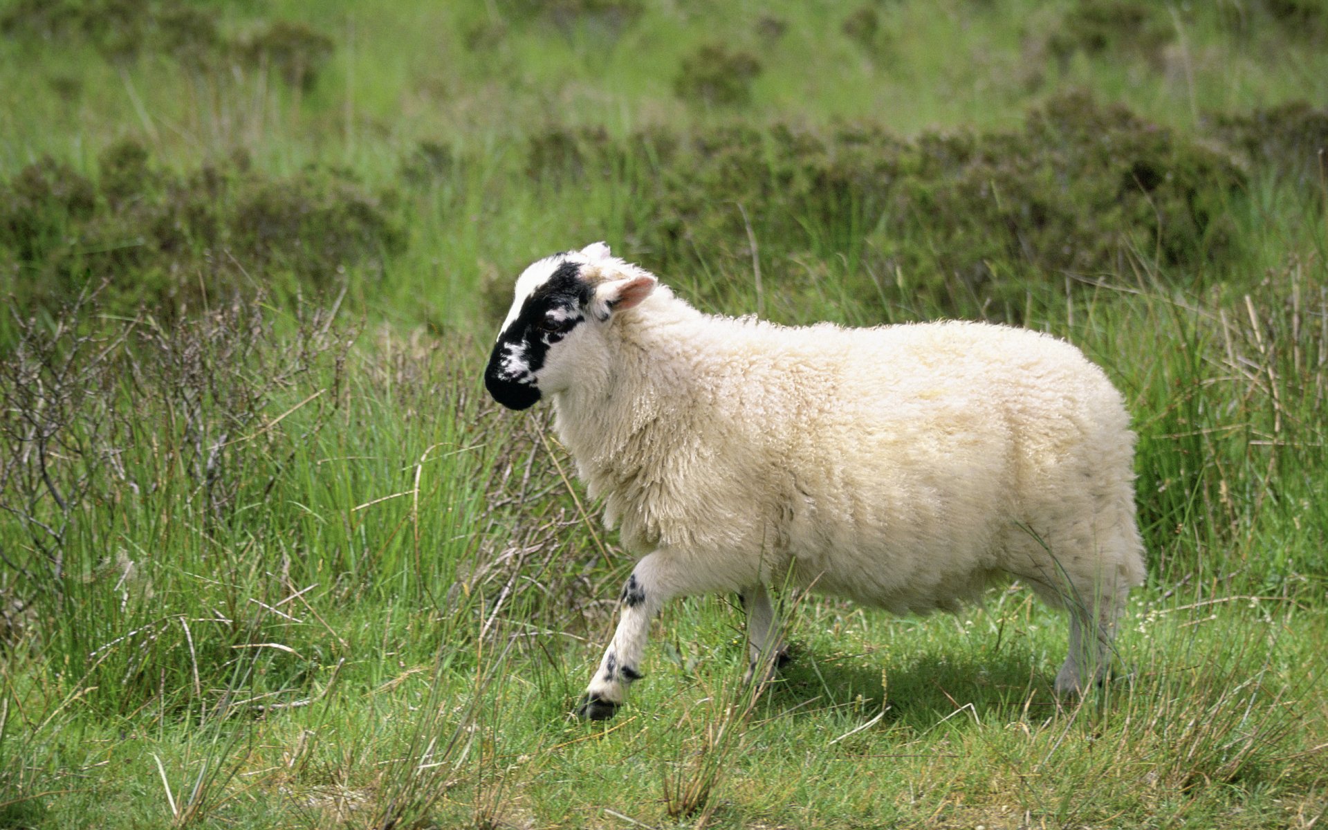 Download Animal Sheep HD Wallpaper