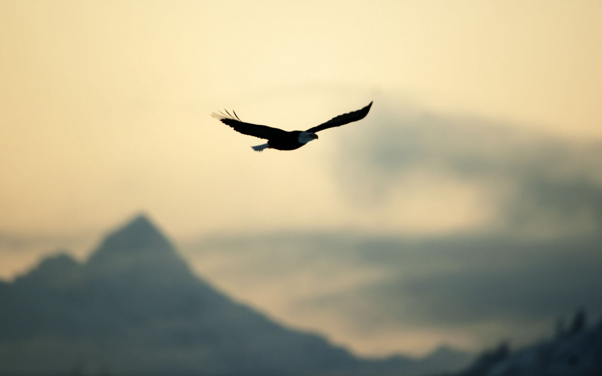 HD desktop wallpaper featuring a majestic eagle soaring against a soft, muted sky with blurred mountain silhouettes in the background.