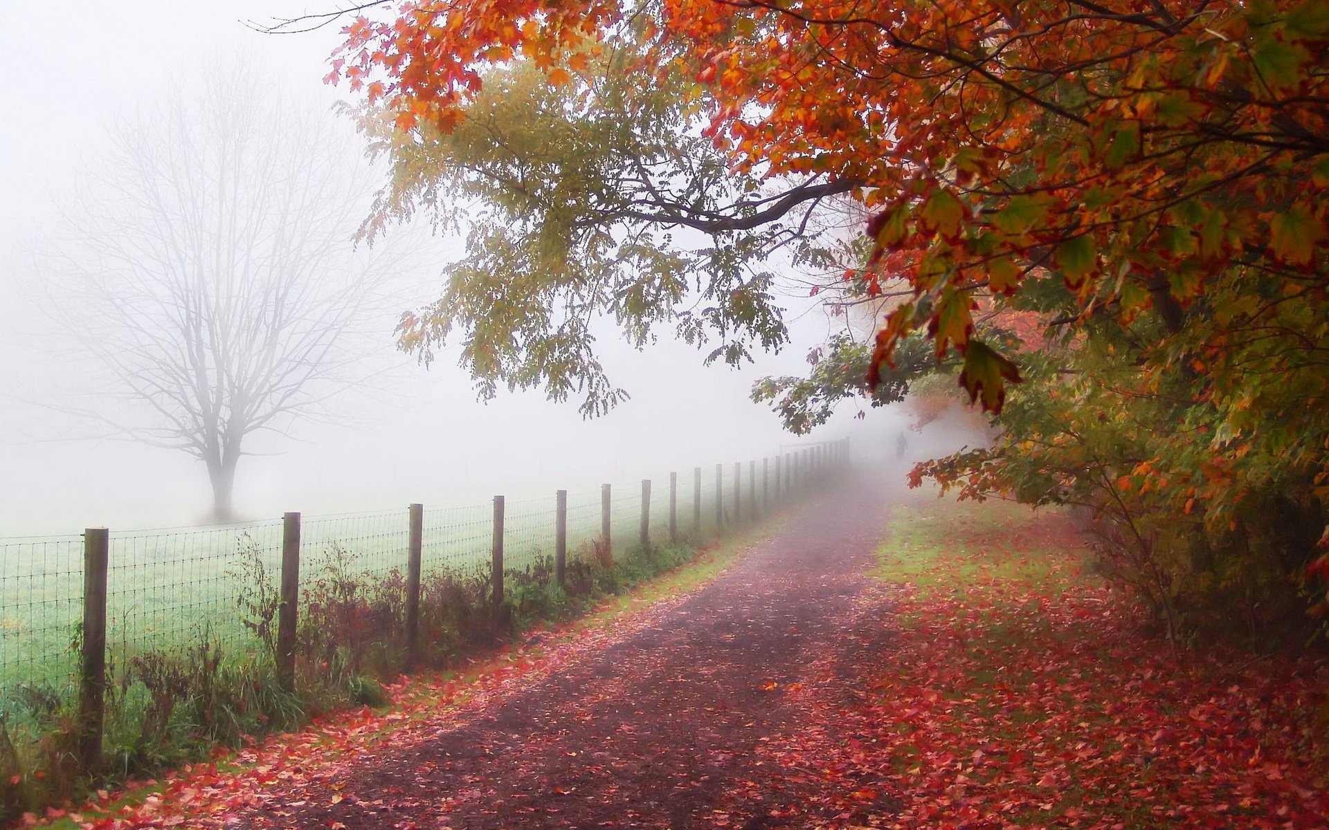 Fog‑Kissed Autumn Lane — HD Nature Wallpaper | 1920x1200 | Wallpaper Abyss