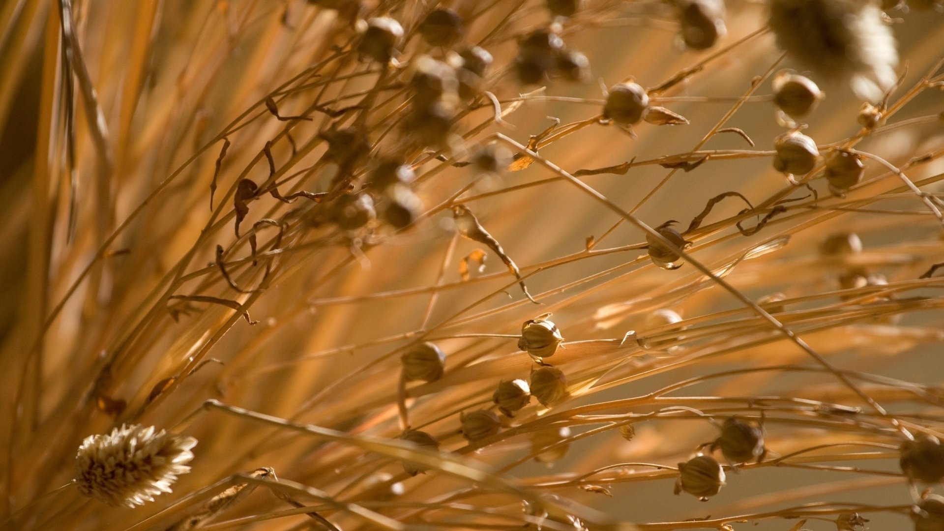 Close-up of dried seed heads and fine grasses in warm golden light — nature plant photograph, 2K Quad HD PC desktop wallpaper and background.