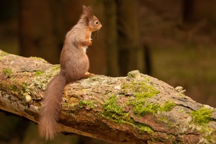 HD PC desktop wallpaper featuring a brown squirrel perched on a moss-covered tree branch in a natural woodland setting.