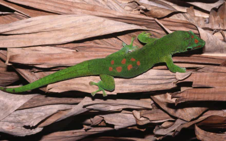 HD PC desktop wallpaper featuring a vibrant green gecko with red spots resting on dry, brown leaves.